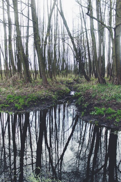 Foto reflexion von bäumen im wasser