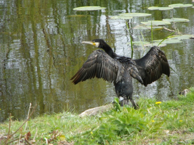 Foto reflexion von bäumen im wasser