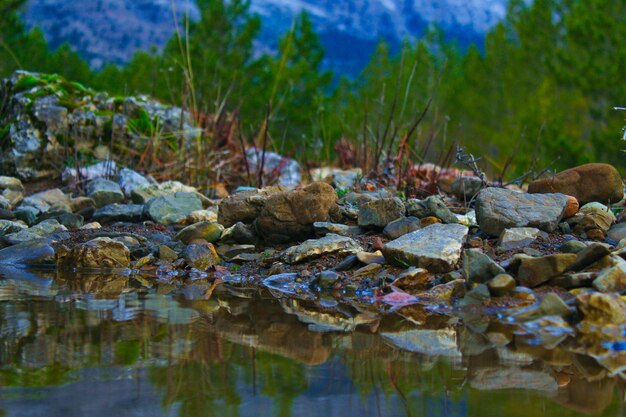 Reflexion von Bäumen im Wasser