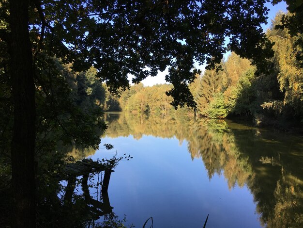 Reflexion von Bäumen im Wasser