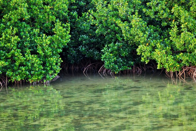 Foto reflexion von bäumen im wasser