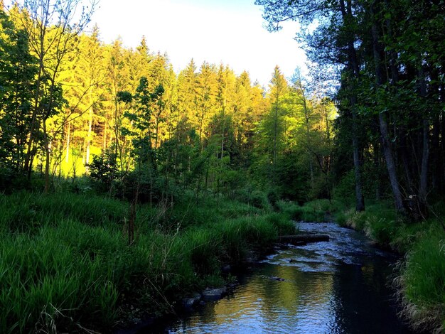 Foto reflexion von bäumen im wasser