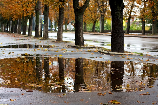 Reflexion von Bäumen in der Pfütze des Stadtparks im Herbst nach dem Regen