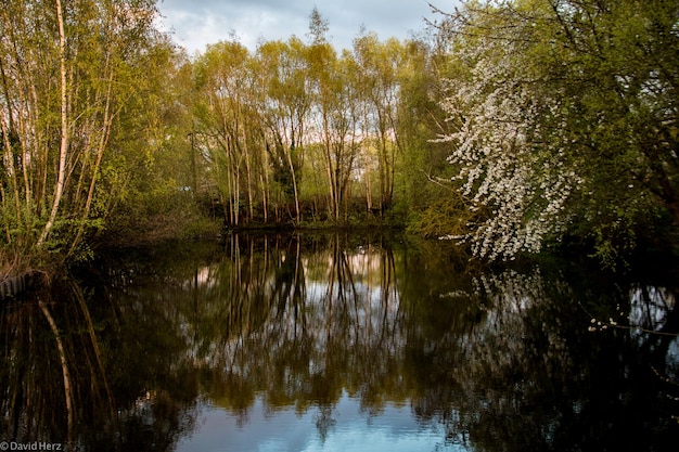 Foto reflexion von bäumen in einem ruhigen see