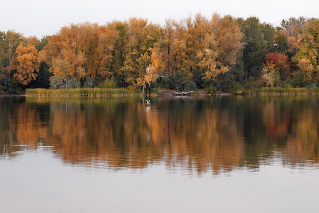 Reflexion von Bäumen in klarem Wasser, hellem Laub und Herbstwald am Ufer eines ruhigen Flusses irgendwo ...