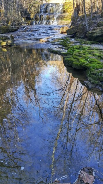 Foto reflexion von bäumen in ruhigem wasser