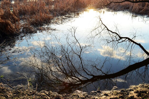 Reflexion von Baum und sonnigem Himmel im See