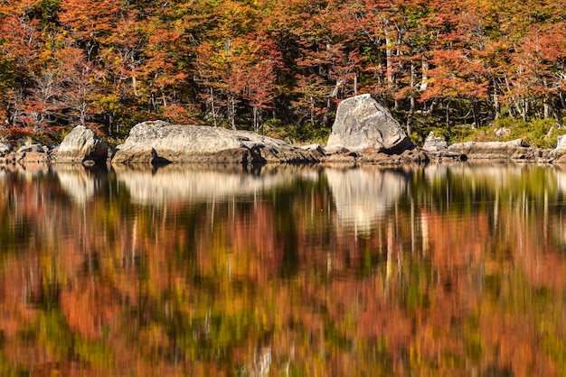 Reflexion von Herbstbäumen im Wasser