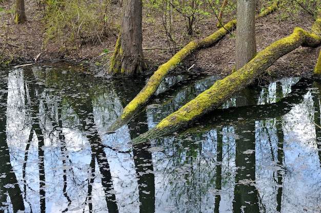 Foto reflexion von waldbäumen im fluss während einer frühlingsflut