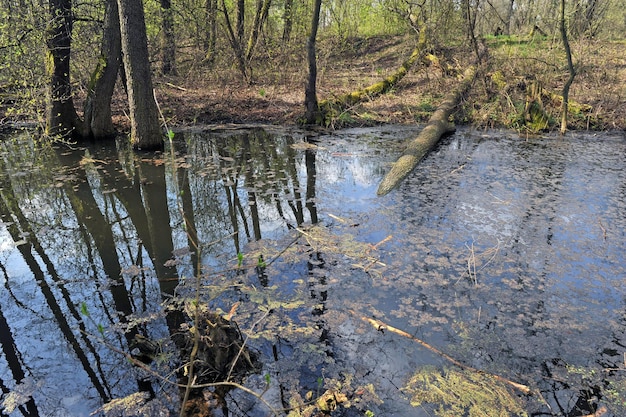 Reflexion von Waldbäumen im Fluss während einer Frühlingsflut