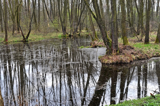 Foto reflexion von waldbäumen im fluss während einer frühlingsflut