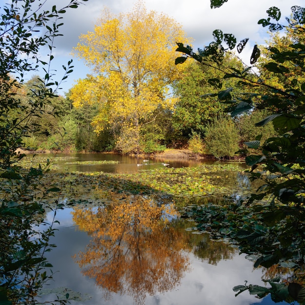 Reflexionen an einem sonnigen Herbsttag an einem See in Surrey