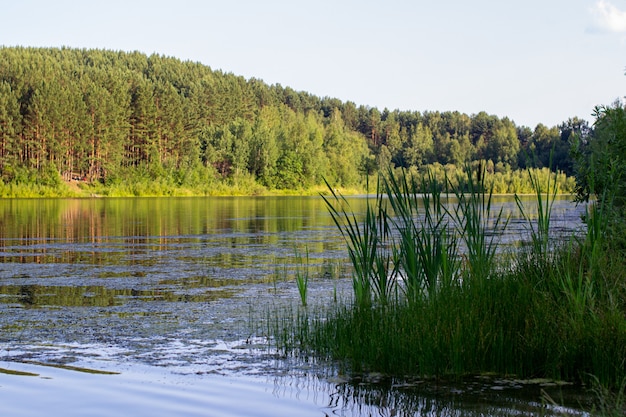 Reflexionen über den Nadelwald an einem Wildnissee.