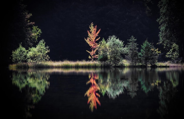 Reflexo da planta vermelha na água Fundo preto