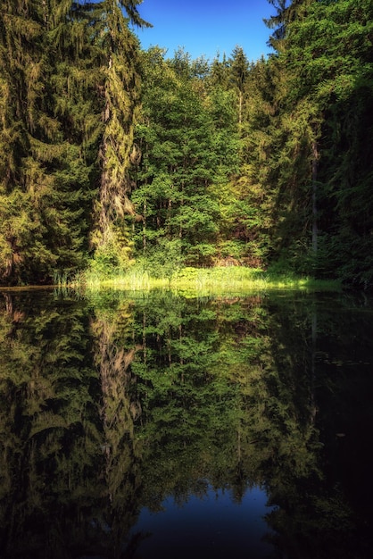 Reflexo das árvores na superfície da água tranquila de uma lagoa na floresta