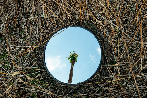 Reflexo das mãos em um espelho que fica na grama Foto de alta qualidade