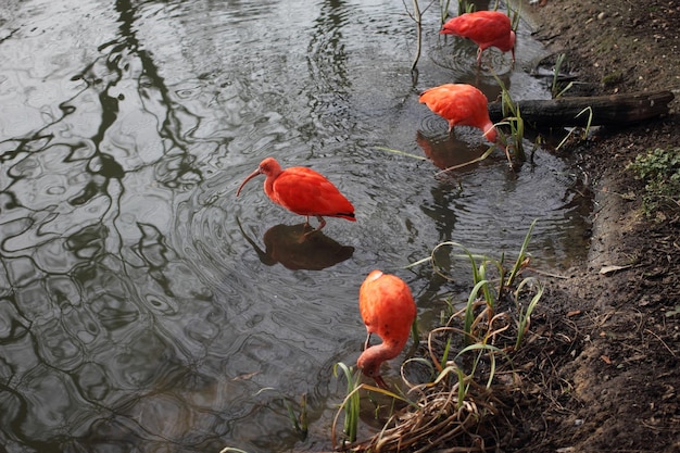 Reflexo de árvores na água