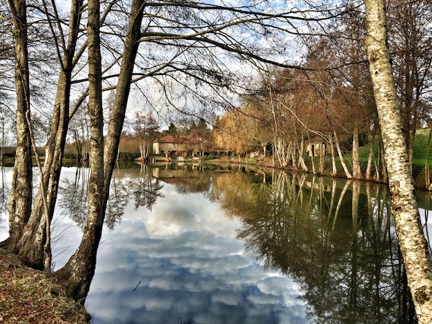 Reflexo de árvores na água