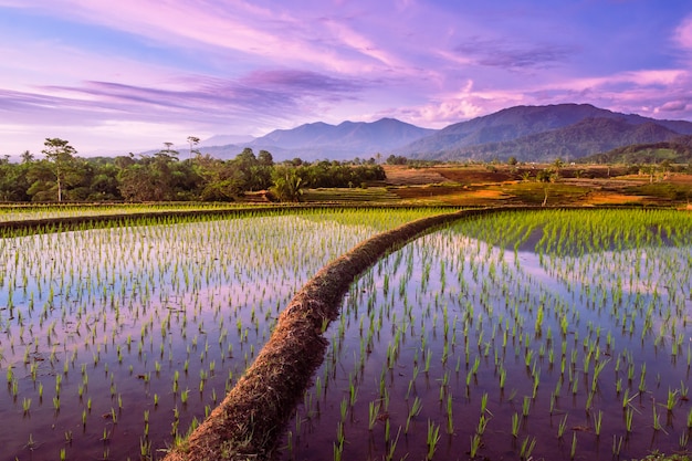 Reflexo do céu ao pôr do sol com montanhas na água dos terraços de arroz em kemumu, bengkulu utara, indonésia