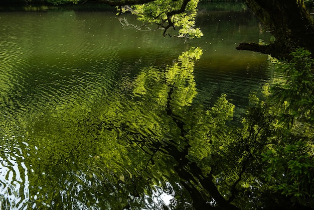 Reflexo incrível de árvores de folhas verdes na água do lago em design natural.