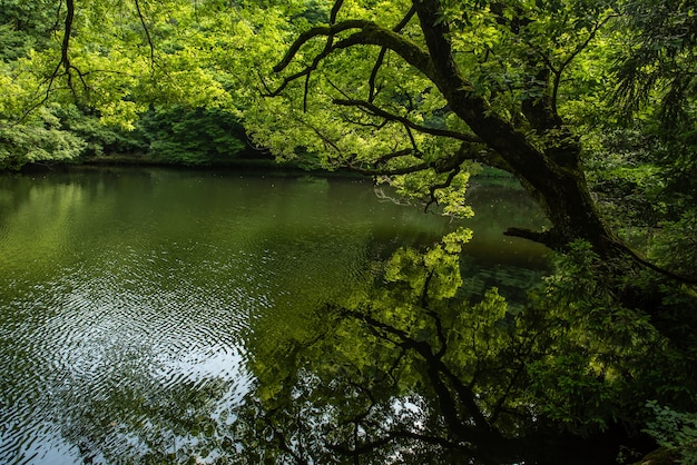 Reflexo incrível de árvores de folhas verdes na água do lago.