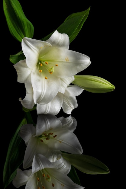 Reflexões de flores de lírio branco
