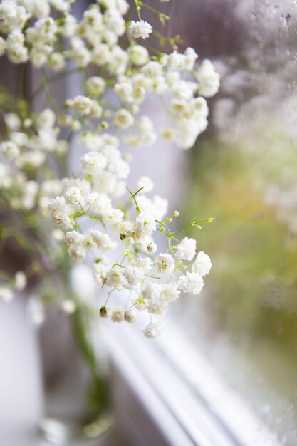 Reflexões de Gypsophila na janela