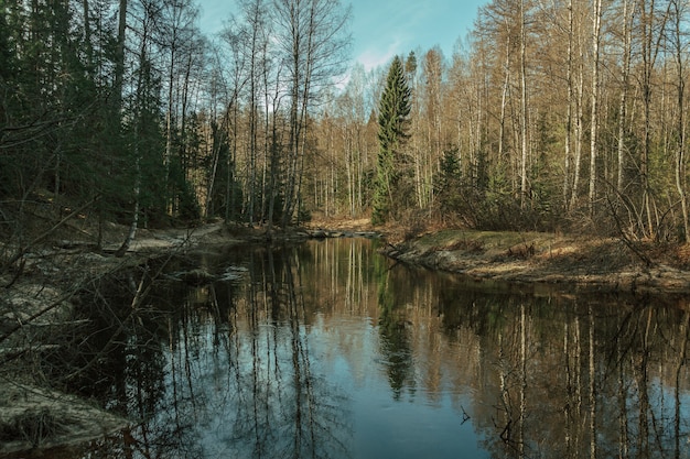 Reflexos da floresta em um rio