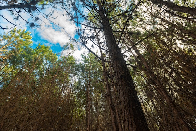 Reflorestamento de pinus elliot dentro de uma fazenda.