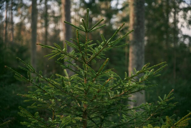 Reforestación después de la tala en bosques de coníferas Vivero de árboles Bosque natural joven Concepto de futuro sostenible