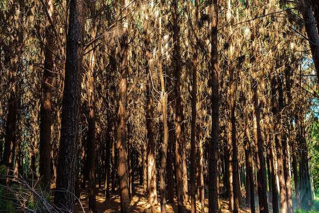 Reforestación de pinus elliot dentro de un bosque en la finca