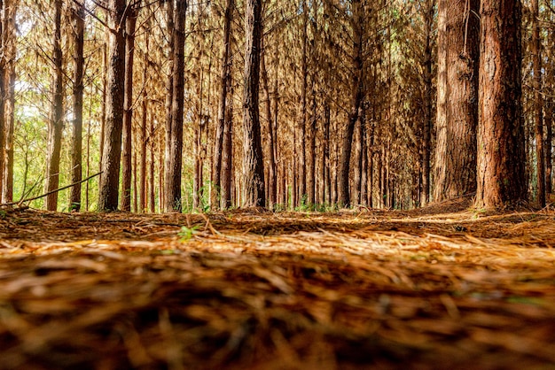 Reforestación de pinus elliot dentro de un bosque en la finca