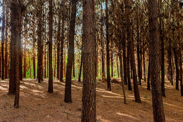 Reforestación de pinus elliot dentro de una finca.