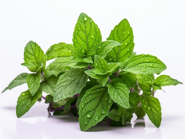 Refrescante planta de menta verde de alta calidad sobre un fondo blanco