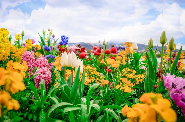 Refreshed Blooming flores de jardín