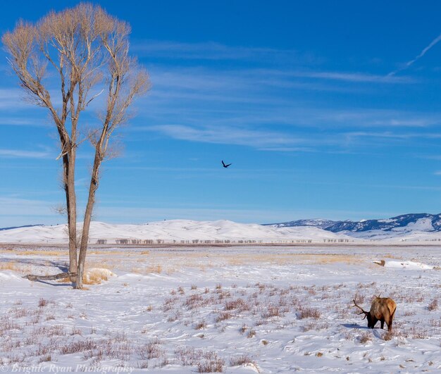 Foto el refugio de los alces