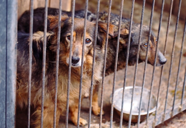 Refugio para perros callejeros.