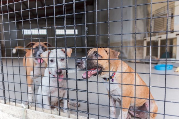 Refugio para perros sin hogar, a la espera de un nuevo propietario