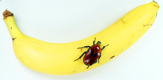 Reg Blumenkäfer Torynorrhina flammea auf Bananenmakro Zuchtkäfer. Käfer in heimischen Käfern