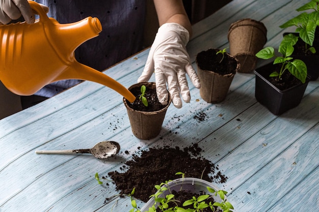 Rega manual de mudas, cultivo de plantas em casa. Conceito de jardinagem ecológica.