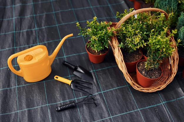 Regadera amarilla Plantas en macetas y herramientas de trabajo en el suelo Concepción de la jardinería