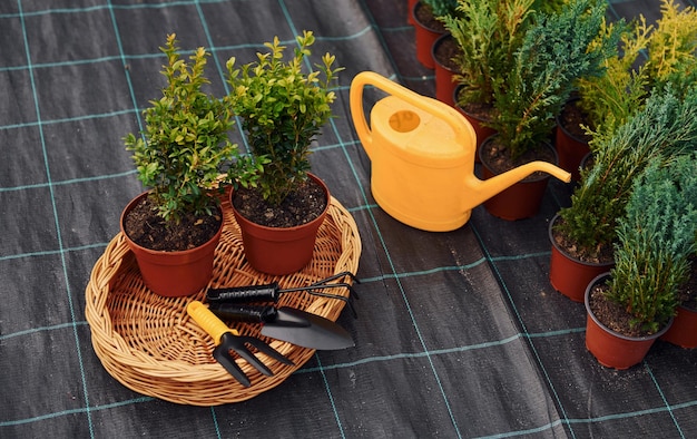 Regadera amarilla Plantas en macetas y herramientas de trabajo en el suelo Concepción de la jardinería