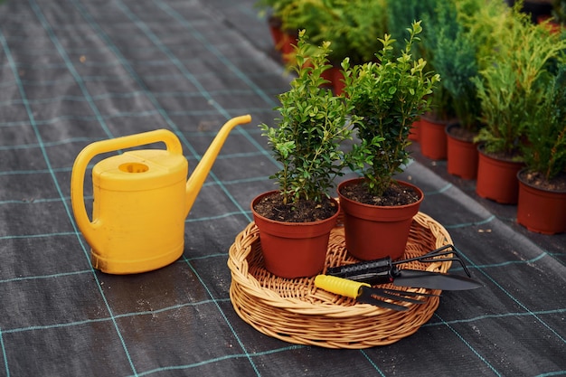 Regadera amarilla Plantas en macetas y herramientas de trabajo en el suelo Concepción de la jardinería