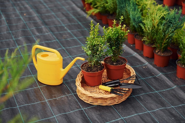 Regadera amarilla Plantas en macetas y herramientas de trabajo en el suelo Concepción de la jardinería