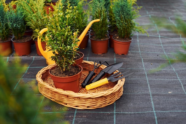 Regadera amarilla Plantas en macetas y herramientas de trabajo en el suelo Concepción de la jardinería