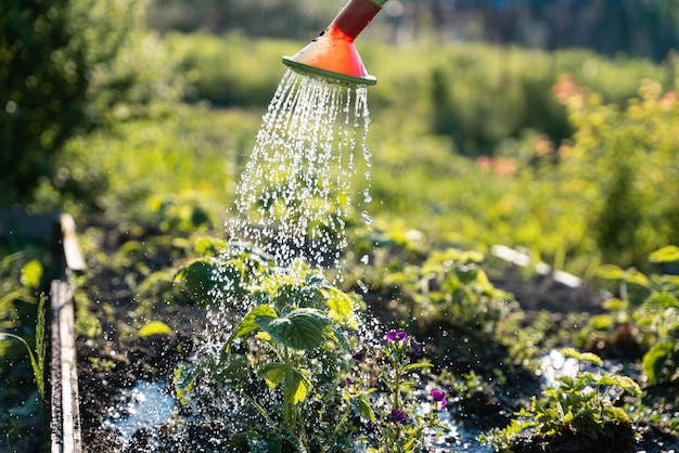 Regadera en el jardínRegar el jardín al atardecerRegadera de verduras