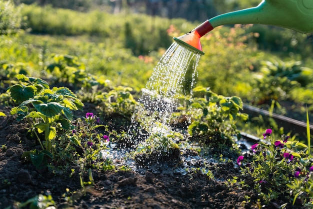 Regadera en el jardínRegar el jardín al atardecerRegadera de verduras