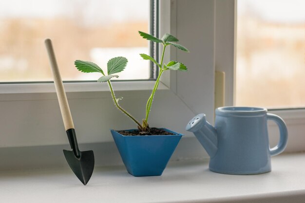 Regadera y pala junto a la planta en el alféizar de la ventana