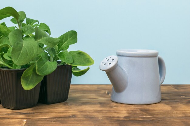 Regadera con plántulas de flores en un recipiente de plástico sobre una mesa de madera