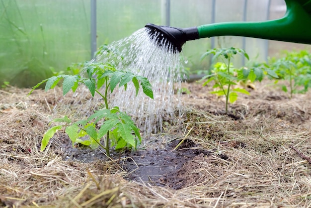Regadera de plástico o embudo para regar la planta de tomate en el invernadero. Plantas de tomate orgánicas cultivadas en casa sin verduras rodeadas de mantillo que se riega